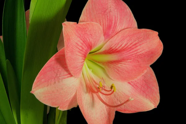 Amaryllis em preto — Fotografia de Stock