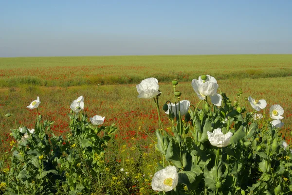 Vue du coquelicot — Photo