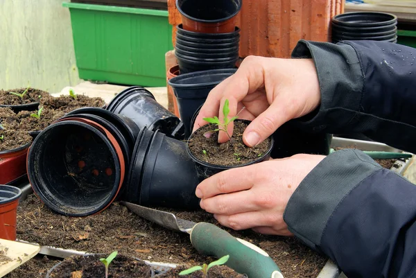 Tomatenpflanze — Stockfoto