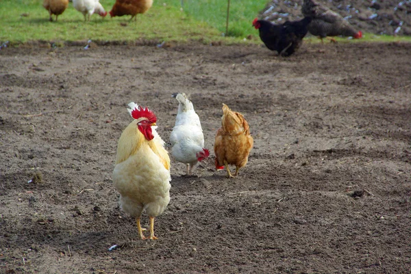 Pollo de aves — Foto de Stock