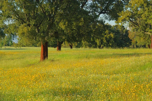 Cork oak — Stock Photo, Image