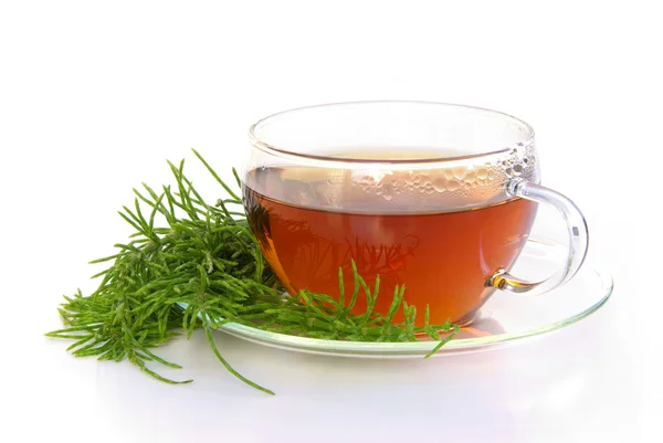 Tea field horsetail — Stock Image Tea field horsetail Royalty Free Stock Photos