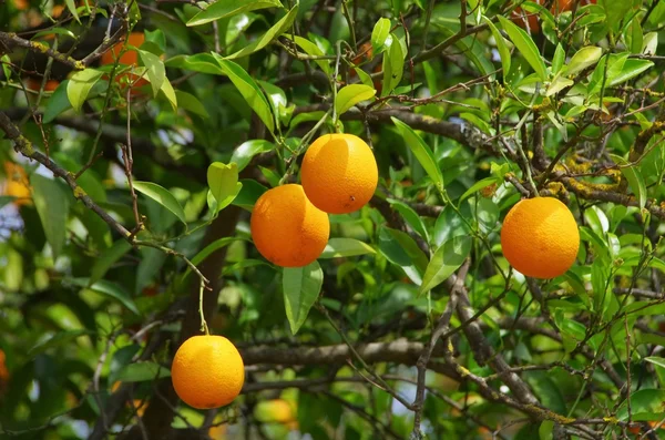 Apelsinfrukt på träd — Stockfoto