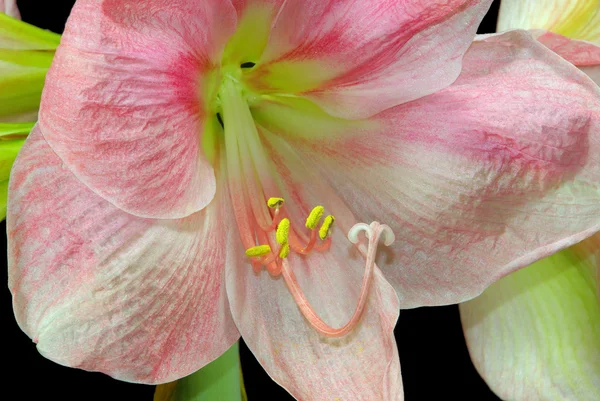 Amaryllis auf Schwarz — Stockfoto