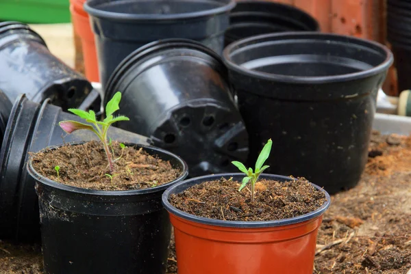 Tomatplantor — Stockfoto