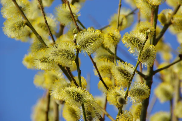 Catkin. — Foto de Stock