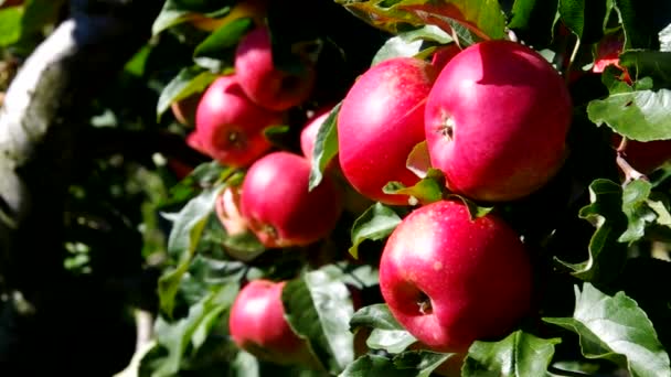 Apfel am Baum — Stockvideo