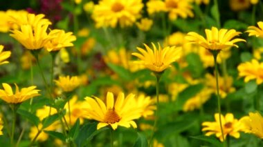 oxeye papatya