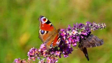 Yaz Lila ile Avrupa tavus kuşu