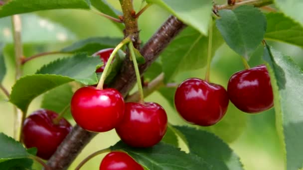 Cerezas agrias — Vídeos de Stock