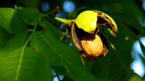 Walnut tree — Stockvideo