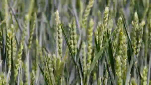 Wheat field — Stock Video