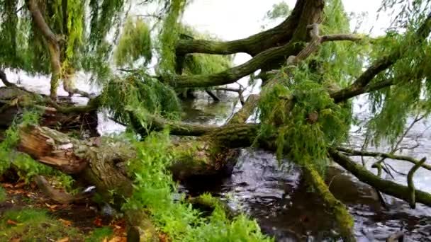 물에 있는 버드 나무 — 비디오