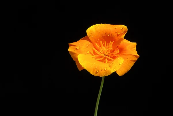 Kalifornischer Mohn — Stockfoto