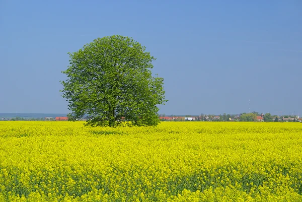 Řepky — Stock fotografie