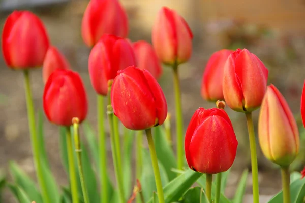 Tulipán de primer plano — Foto de Stock