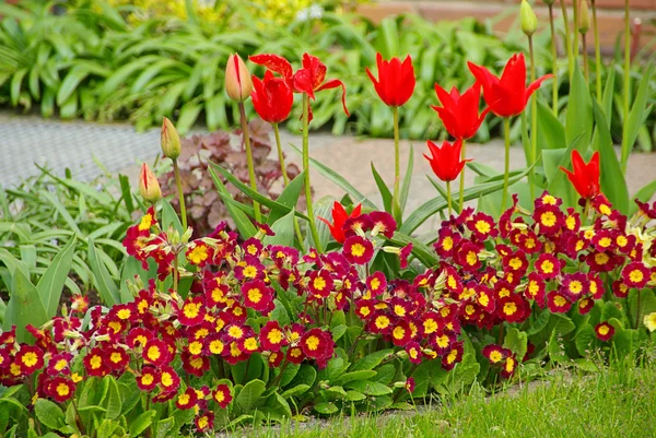 Tulip and primrose — Stock Photo, Image