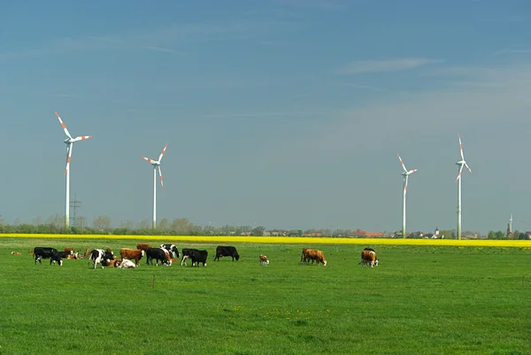 Turbina eólica y vacas — Foto de Stock