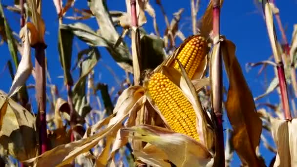 Kukurydza — Wideo stockowe