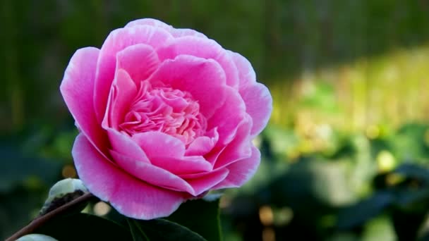 Japanska camellia — Stockvideo