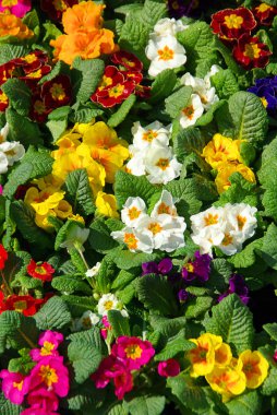 Primrose doku