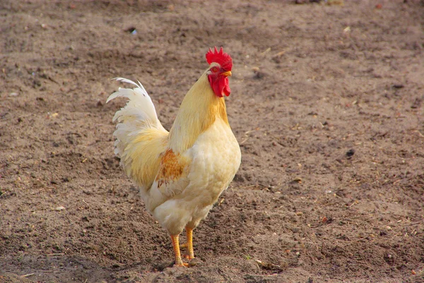 Chicken — Stock Photo, Image