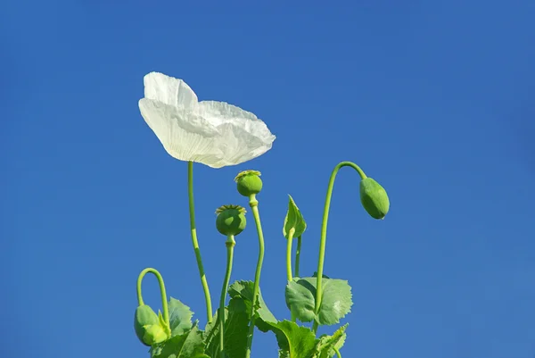 Close-up poppy — Stock Photo, Image