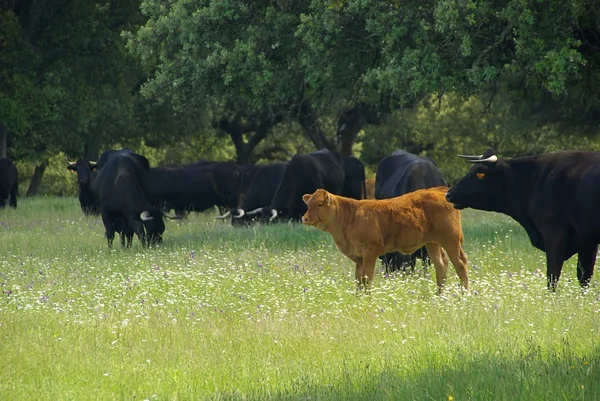 Weidende Kühe — Stockfoto