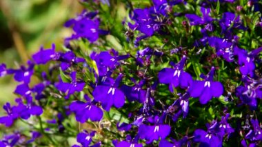 Lobelia