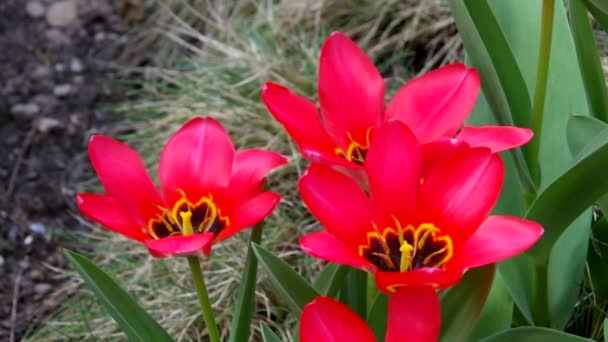 Tulipano rosso — Video Stock