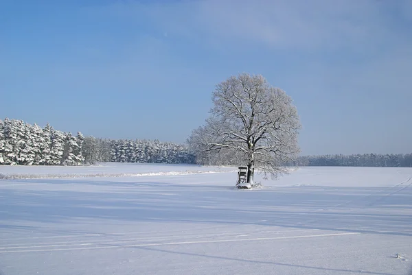 Baum im Winter — Stockfoto