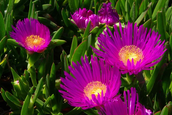 Ice plant — Stock Photo, Image