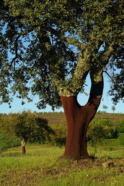 Mantar meşesi — Stok fotoğraf