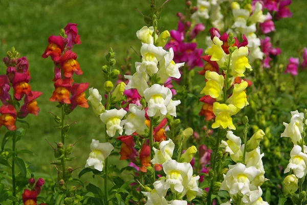 Flores de close-up — Fotografia de Stock