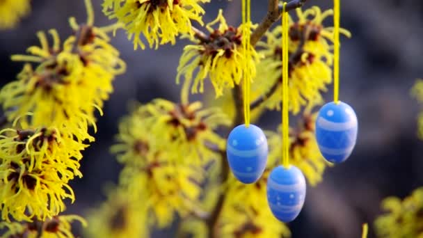 Arbusto de hamamelis en tiempo de Pascua — Vídeos de Stock