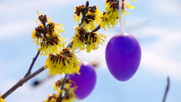 Arbusto de hamamelis en tiempo de Pascua — Vídeo de stock