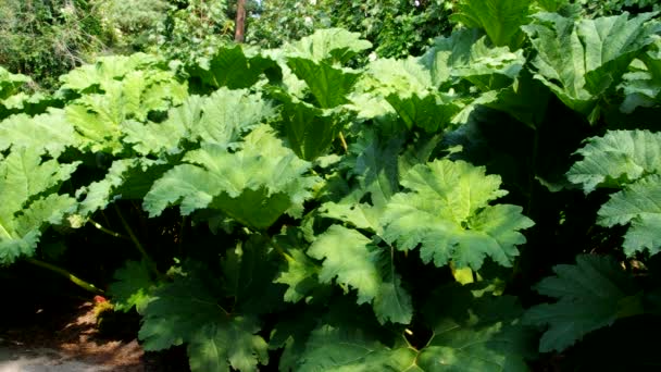 Giant rhubarb — Stock Video