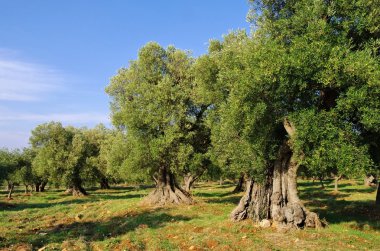 Olive grove