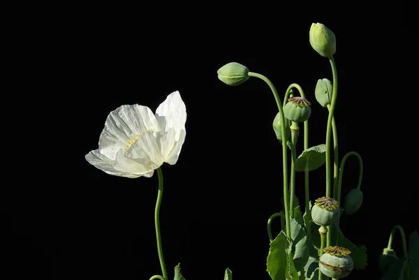 Nahaufnahme-Mohn — Stockfoto