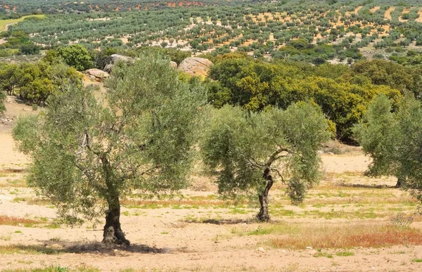 Olijfboomgaard — Stockfoto