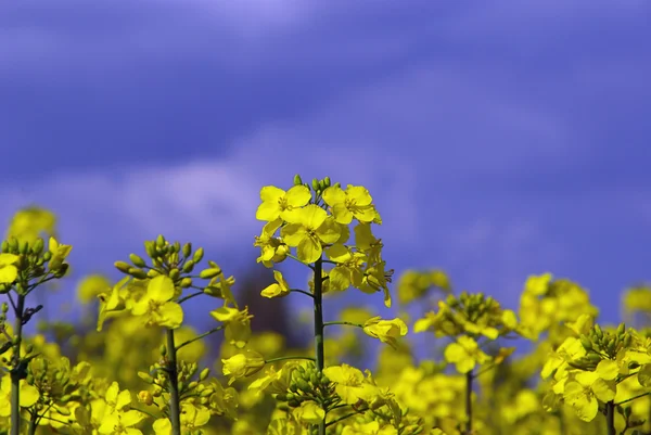 Raps aus nächster Nähe — Stockfoto