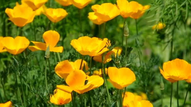 California poppy — Stock Video