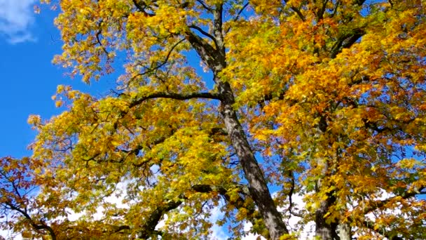 在秋天的橡树 — 图库视频影像