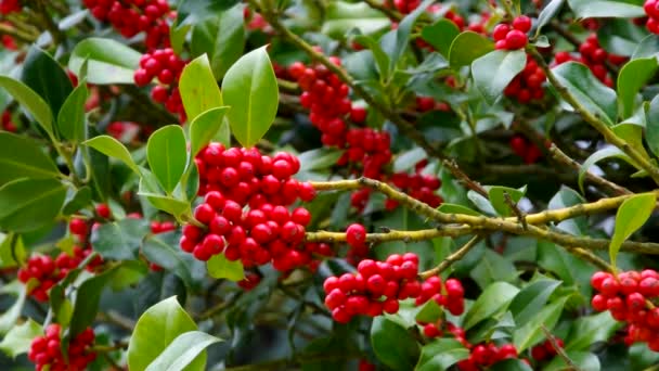 Ilex