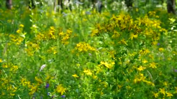 Black-Eyed susan weide — Stockvideo