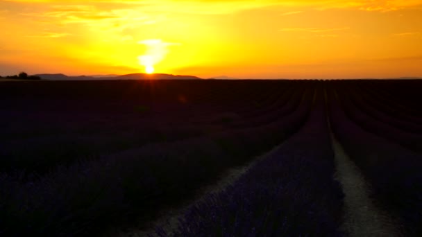Lavender lapangan matahari terbenam — Stok Video