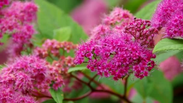 Spiraea — стокове відео