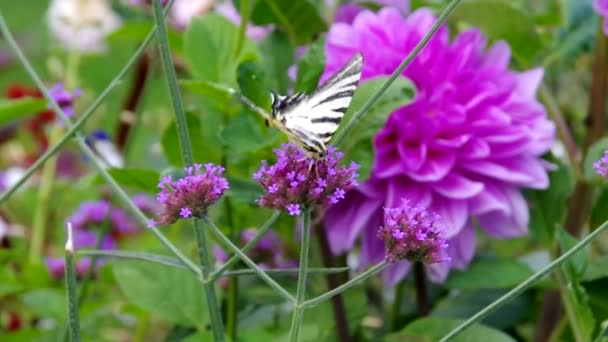 Εν ανεπαρκεία swallowtail — Αρχείο Βίντεο