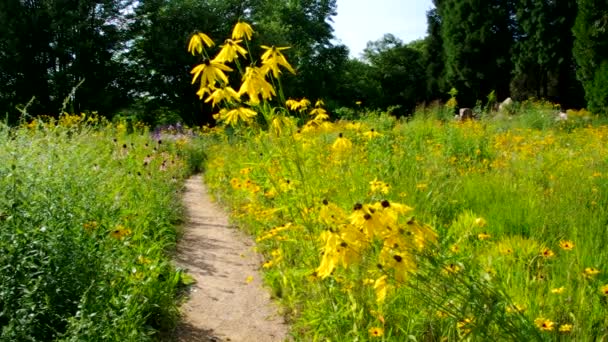 Svart-Eyed susan äng — Stockvideo