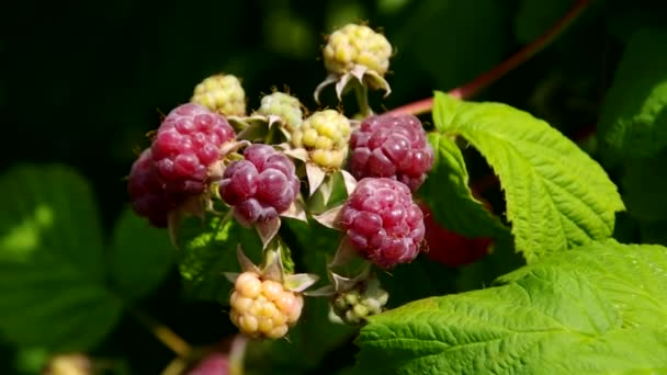 Raspberry plant — Stockvideo